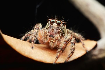 macro image of a big and beautiful hairy jumping spider.