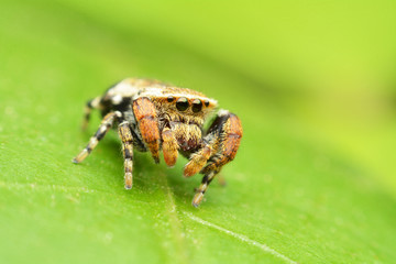 macro image of a big and beautiful hairy jumping spider.