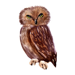 Watercolor image of an owl of the genus Strix