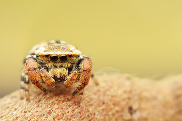 macro image of a big and beautiful hairy jumping spider.