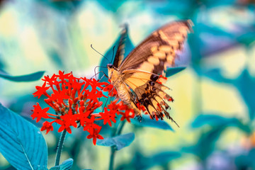 Closeup beautiful butterfly in a summer garden