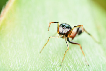 macro image of a big and beautiful hairy jumping spider.