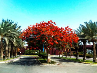 A vibrant Delonix Regia tree surrounded by palm trees under a blue sky