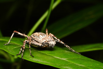 macro image of a big and beautiful hairy jumping spider.