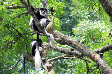colobus in a zoo in singapore