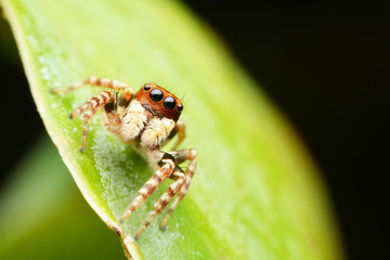 macro image of a big and beautiful hairy jumping spider.