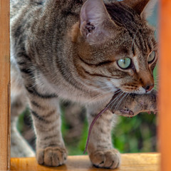 The cat caught a mouse and holds it in his teeth.