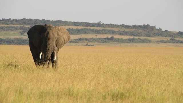 Big bull tusker elephant swinging head from side to side in open grassland.