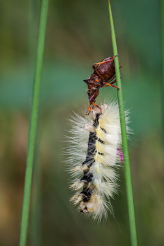 Close up macro of Shield bug with Pale Tussock moth caterpillar, Dasychira pudibunda,  prey on a grass stem with blurred green background.
