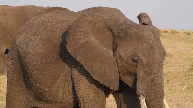 African elephant close-up in Kenya.