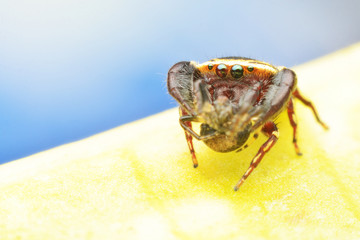 macro image of a big and beautiful hairy jumping spider.