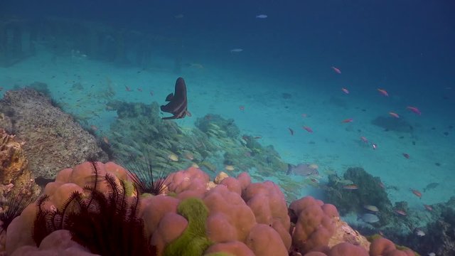 Batfish wide shot in background of coral reef foreground in Phuket, Thailand
