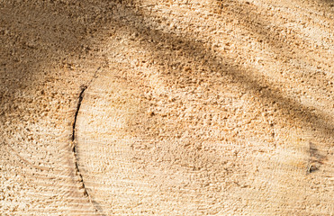 Background photo of a tree cut. Close-up of a cut log. Shadow and sunlight.