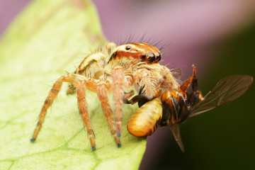 macro image of a big and beautiful hairy jumping spider.