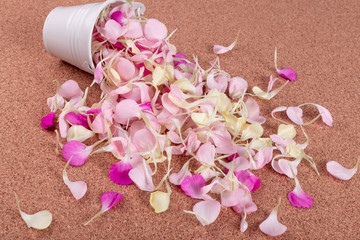 Pink Carnation Petals Texture, Dianthus or Schabaud Background