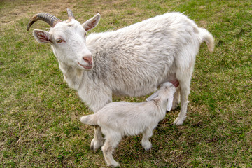 The goat's mom feeds her kid. Natural feeding of a small goat.