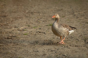 Obraz na płótnie Canvas Portrait of a wild grey colored greylag goose with orange beak and legs walking on dry lakeshore. Blurry background.