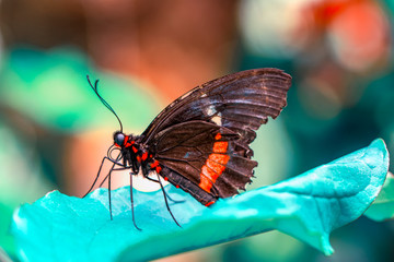 Closeup beautiful butterfly in a summer garden