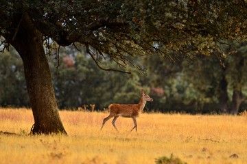 Ciervo Ibérico Parques Nacionales 