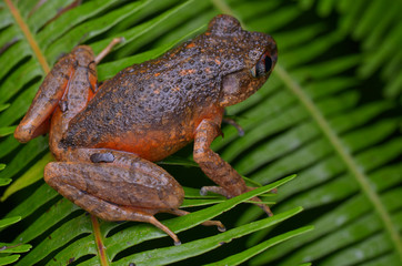 image of a Kinabalu Slender Litter Frog on fern in the rainforest of Borneo 