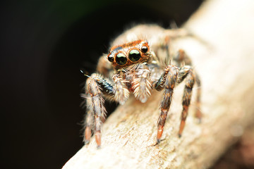 macro image of a big and beautiful hairy jumping spider.