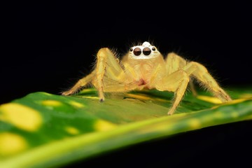 macro image of a big and beautiful hairy jumping spider - Hyllus sp