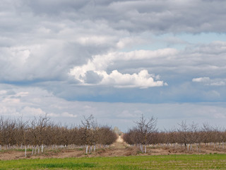 young spring garden against the sky with clouds