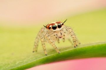 macro image of a big and beautiful hairy jumping spider - Hyllus sp