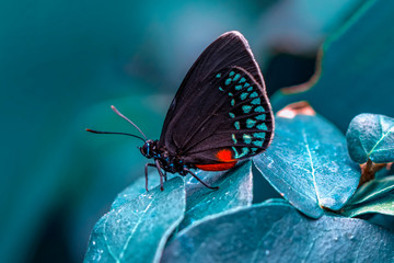 Closeup beautiful butterfly in a summer garden