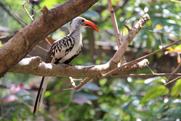 hornbill in a zoo in chiang mai (thailand)