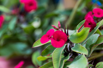 Flowers of greece