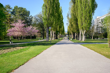 Asphalt walk through park on spa island in Piestany (SLOVAKIA)