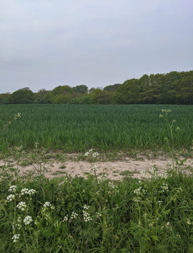 Green Crops