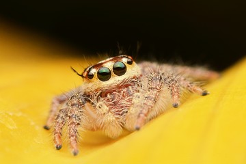 macro image of a big and beautiful hairy jumping spider - Hyllus sp