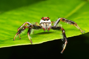 macro image of a big and beautiful hairy jumping spider 