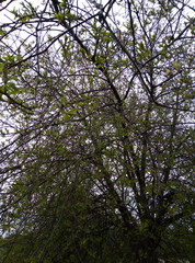 Fototapeta premium trees and sky