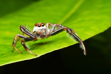 macro image of a big and beautiful hairy jumping spider 