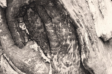 Naklejka premium close up of a tree