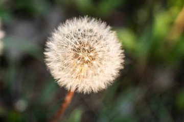 Dandelion fluff in the sun