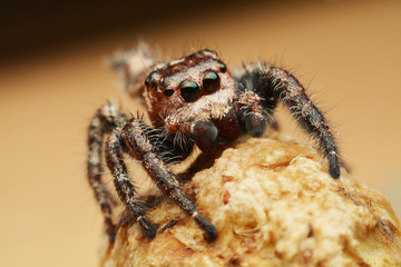 macro image of a big and beautiful hairy jumping spider - Hyllus sp