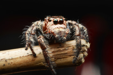 macro image of a big and beautiful hairy jumping spider - Hyllus sp