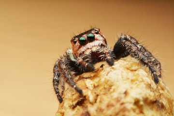 macro image of a big and beautiful hairy jumping spider - Hyllus sp