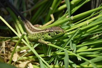 Sand lizard - lacertid lizard © Vell