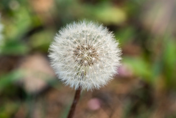 Dandelion fluff in the sun
