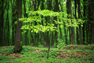 Young green deciduous tree blossomed in forest, the freshness of awakening wildlife nature