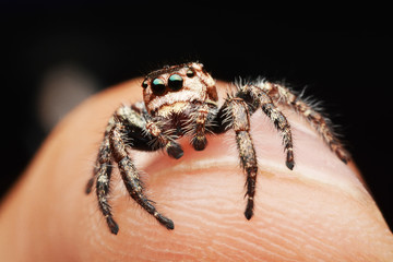 macro image of a big and beautiful hairy jumping spider - Hyllus sp