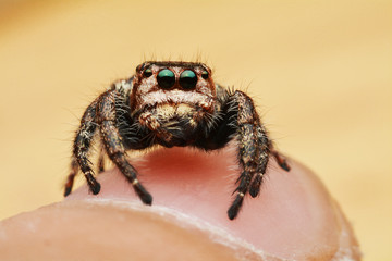 macro image of a big and beautiful hairy jumping spider - Hyllus sp