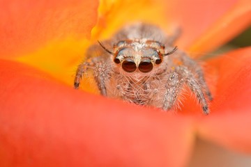 macro image of a big and beautiful hairy jumping spider - Hyllus sp
