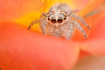 macro image of a big and beautiful hairy jumping spider - Hyllus sp