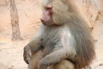 baboon in a zoo in singapore